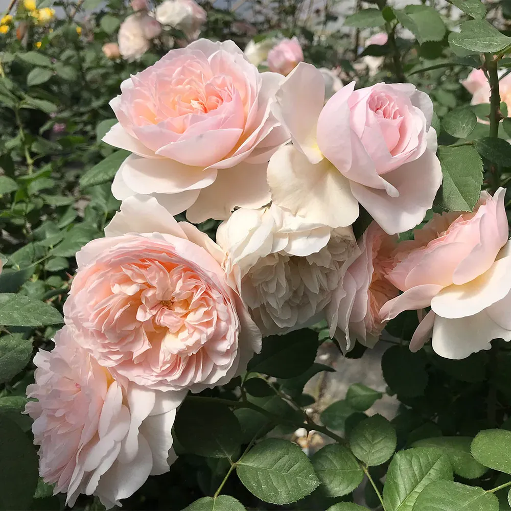Moonlight in Paris® Rose Shrub - Fragrant Floribunda Garden Plant 9