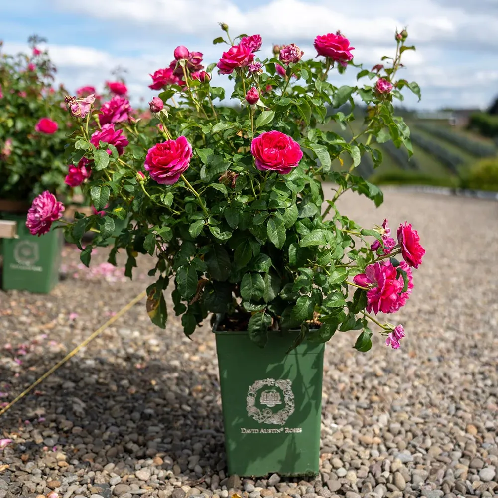 James L. Austin® English Rose Shrub - Deep Pink Repeat-Flowering Garden Plant 4