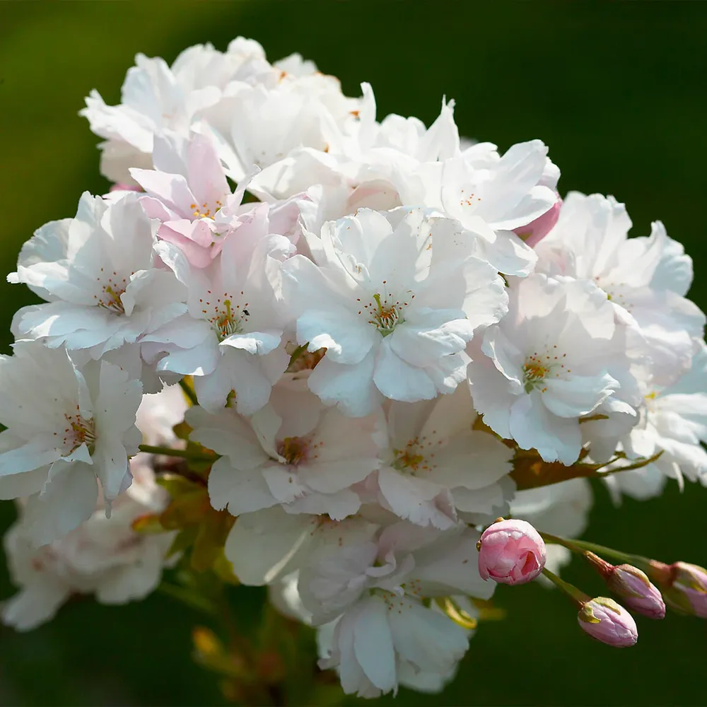 Amanogawa Flowering Cherry Tree (Prunus serrulata 'Amanogawa') 3