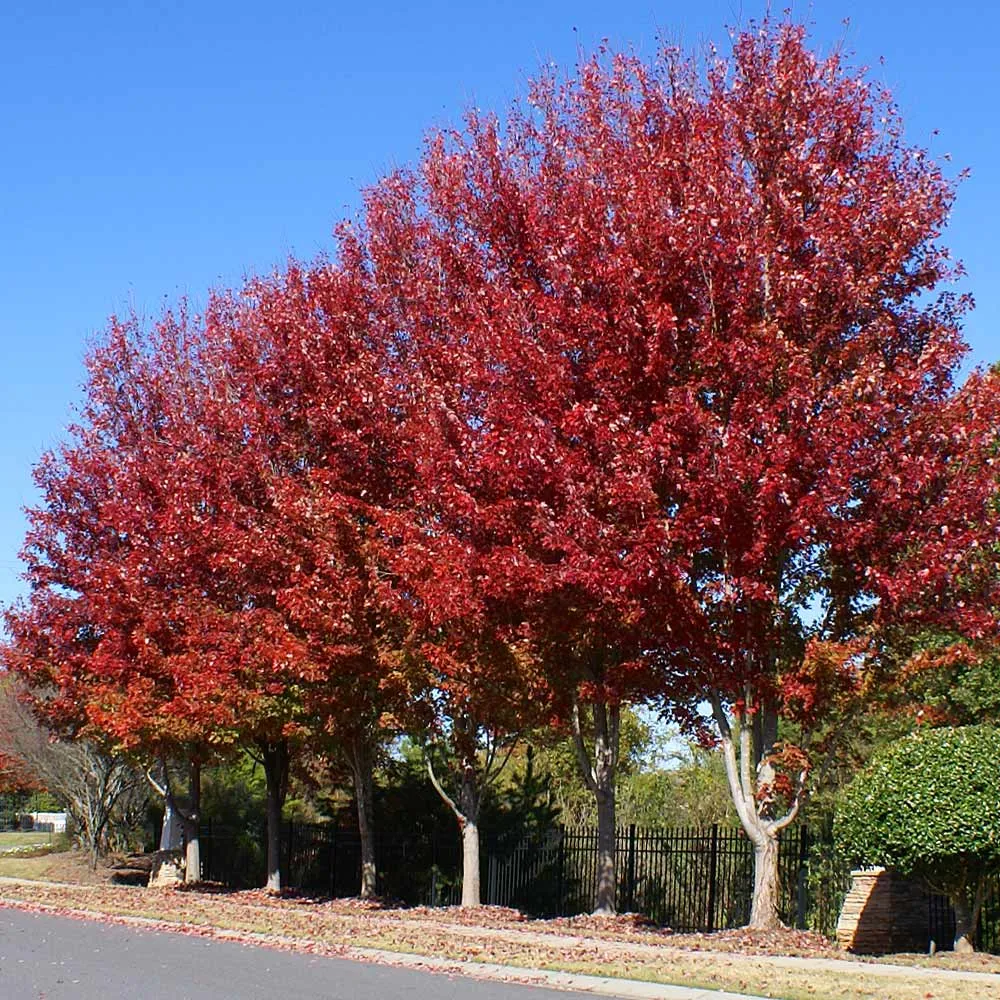 Celebration Maple Tree with LED Lights for Indoor Seasonal Decor
