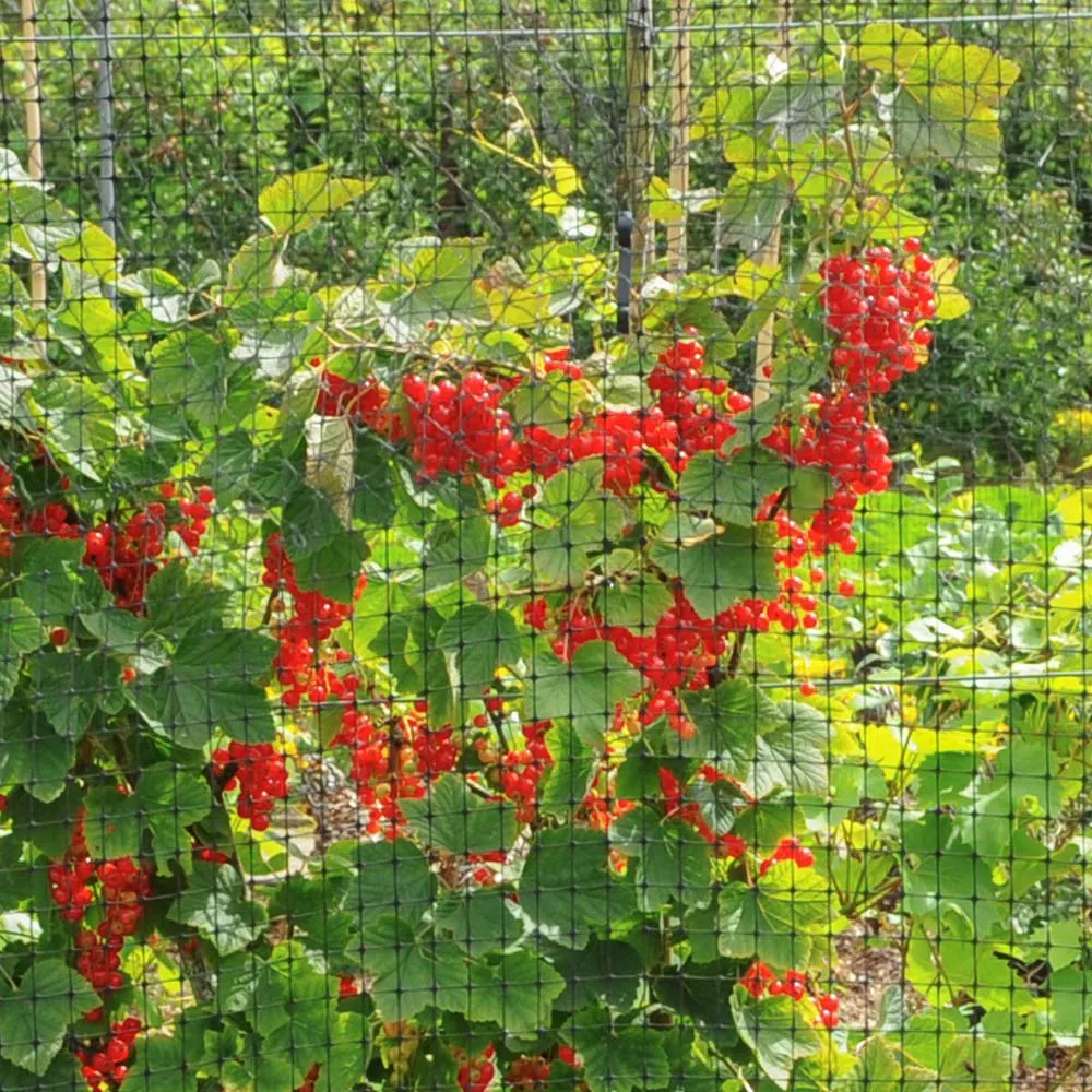 Heavy-Duty Garden Bird Netting - Protective Anti-Bird Mesh for Plants and Crops 1