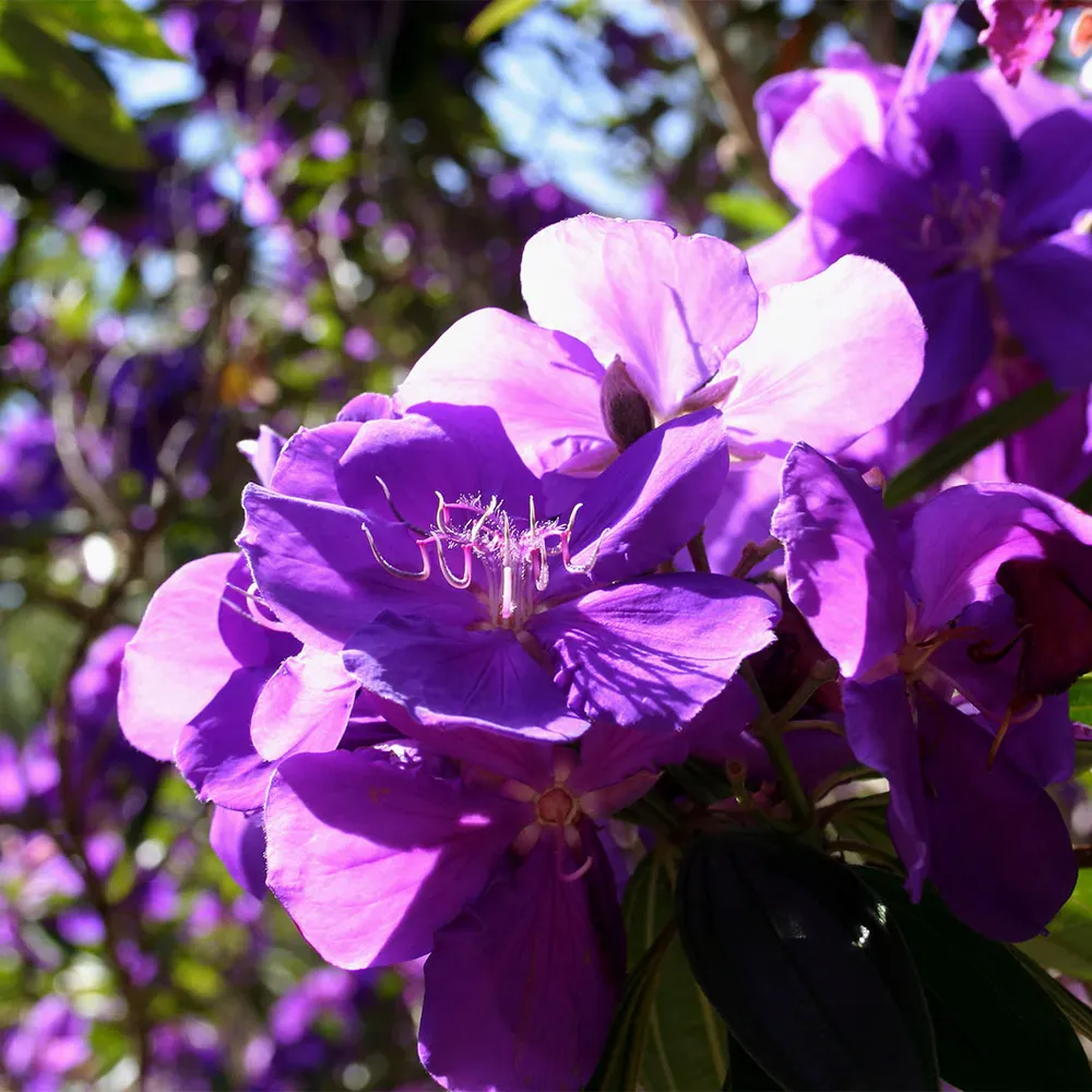 Tibouchina Princess Flower Ornamental Shrub with Velvet Foliage