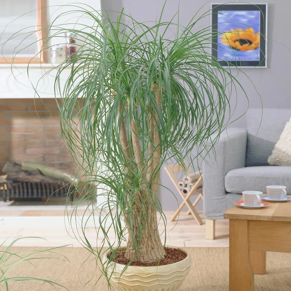 Ponytail Palm (Beaucarnea recurvata) Indoor Ornamental Plant