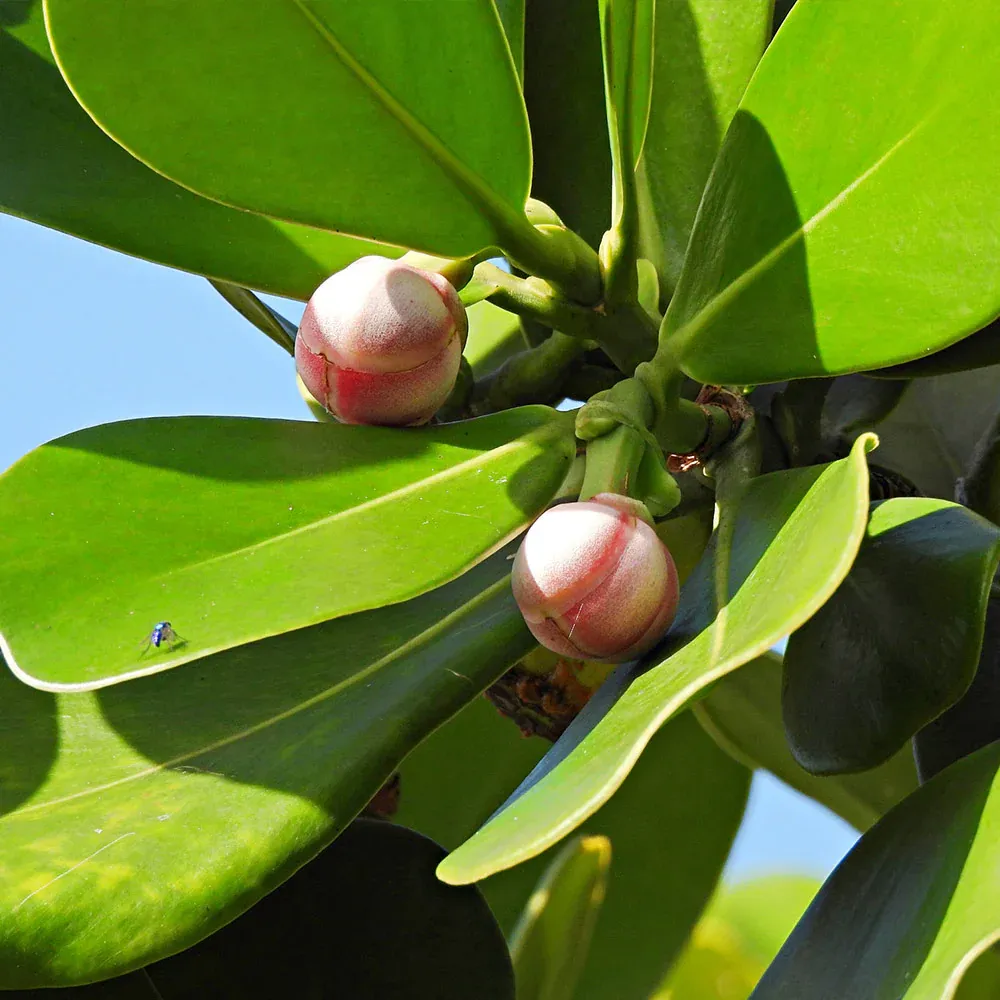 Clusia Rosea Tropical Indoor Plant with Waxy Evergreen Foliage 4