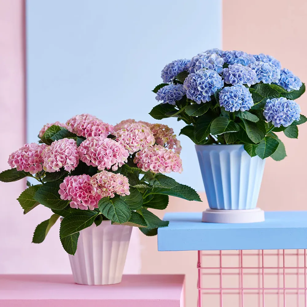 Hydrangea Magical Revolution Color-Changing Garden Shrub 1
