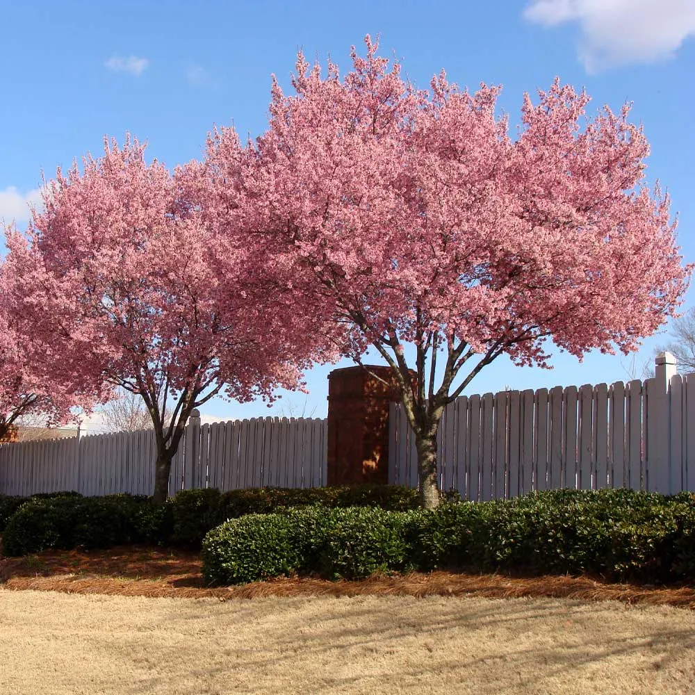 Okame Cherry Tree (Prunus incamp 'Okame') - Early Spring Flowering Ornamental Tree 3