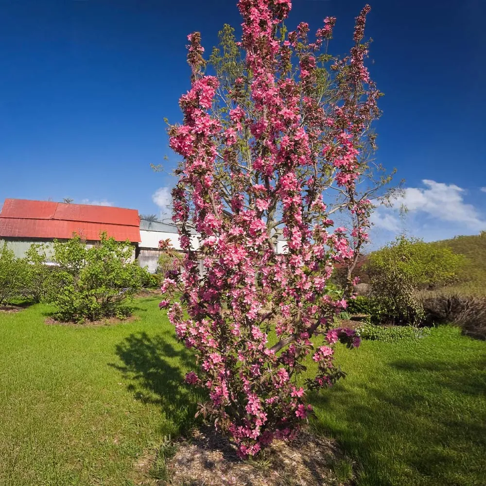 Emerald Spire Crabapple Tree - Columnar Ornamental Flowering Tree