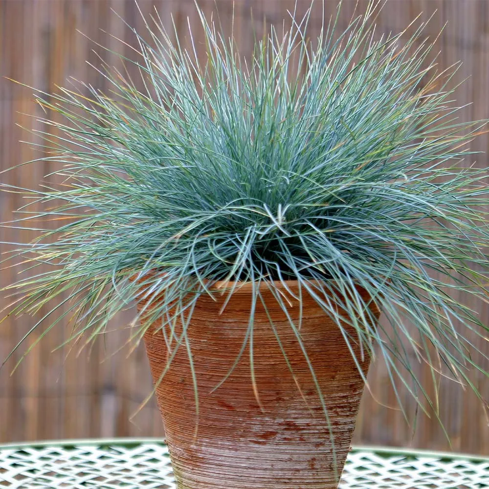 Blue Fescue Grass (Festuca glauca) Ornamental Perennial Clumping Grass 2