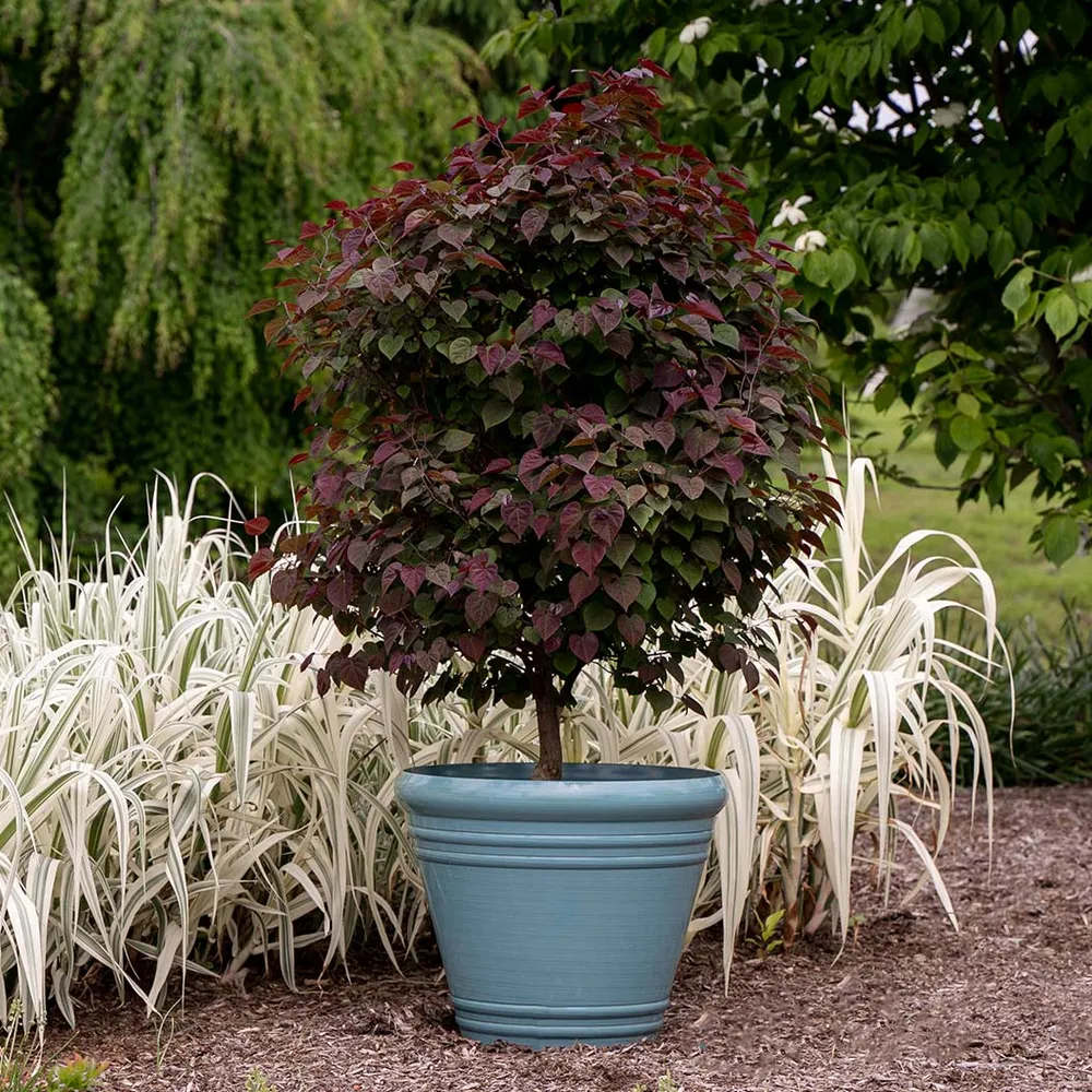 Amethyst Redbud Tree (Cercis canadensis) - Ornamental Deciduous Flowering Tree 2
