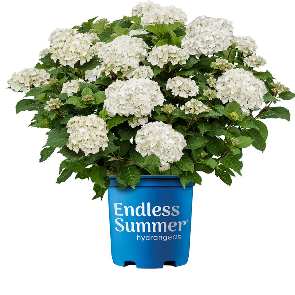 Endless Summer® Dreamcloud™ Hydrangea - Reblooming White Flowering Shrub 1
