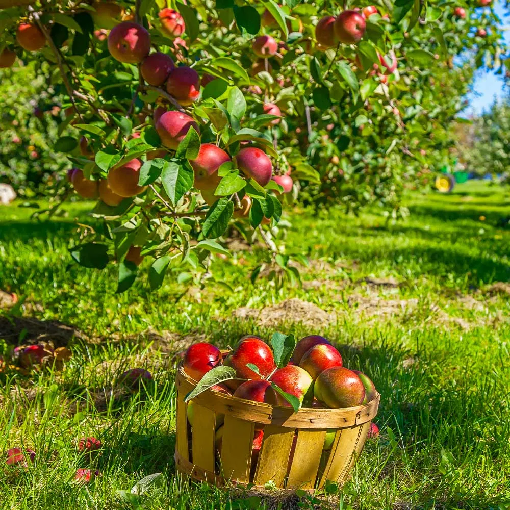 Winesap Apple Tree - Heirloom Fruit-Bearing Tree for Home Gardens