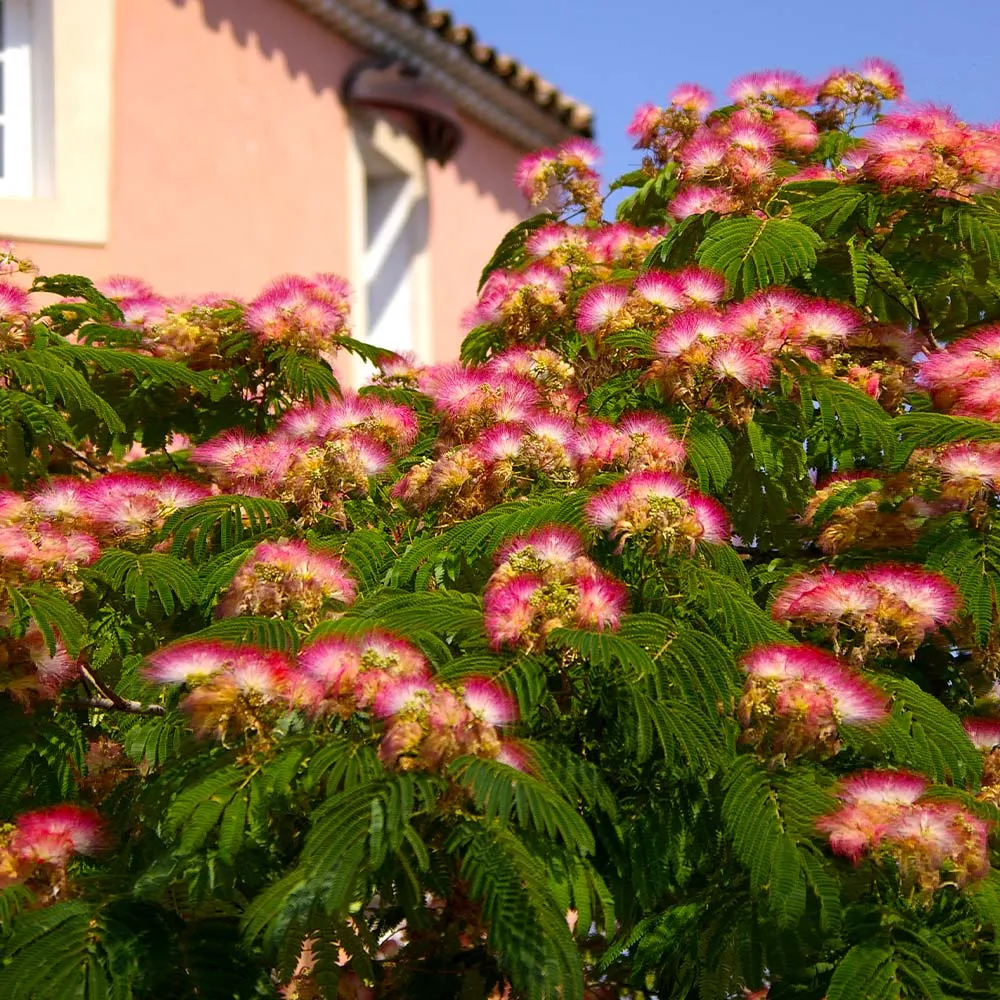 Artificial Mimosa Tree for Indoor Home and Office Decoration