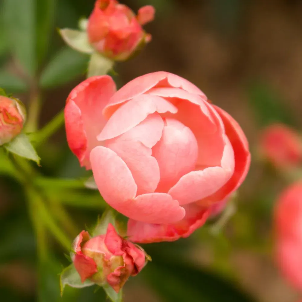 Coral Knock Out Rose Shrub - Continuous Blooming Disease-Resistant Garden Plant 2