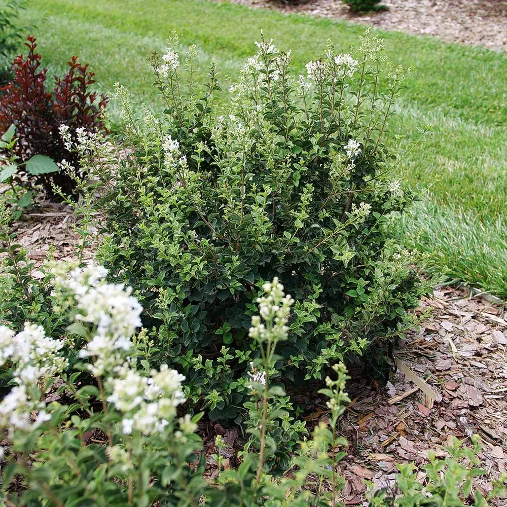 Bloomerang® Showmound™ Reblooming Compact Lilac Bush 3