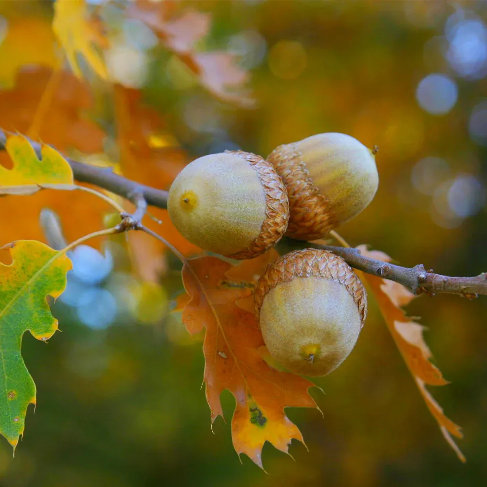 Northern Red Oak Tree (Quercus rubra) Deciduous Shade Tree 3