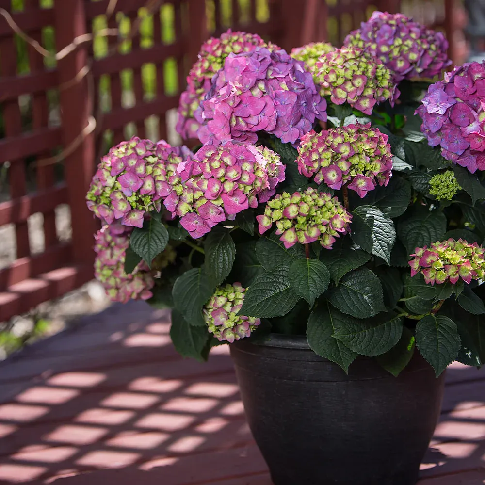 Endless Summer® Summer Crush® Hydrangea - Reblooming Bigleaf Shrub 2