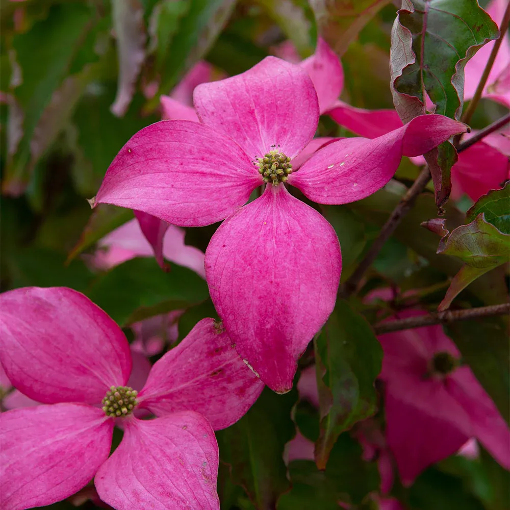Scarlet Fire® Dogwood Tree (Cornus Kousa)