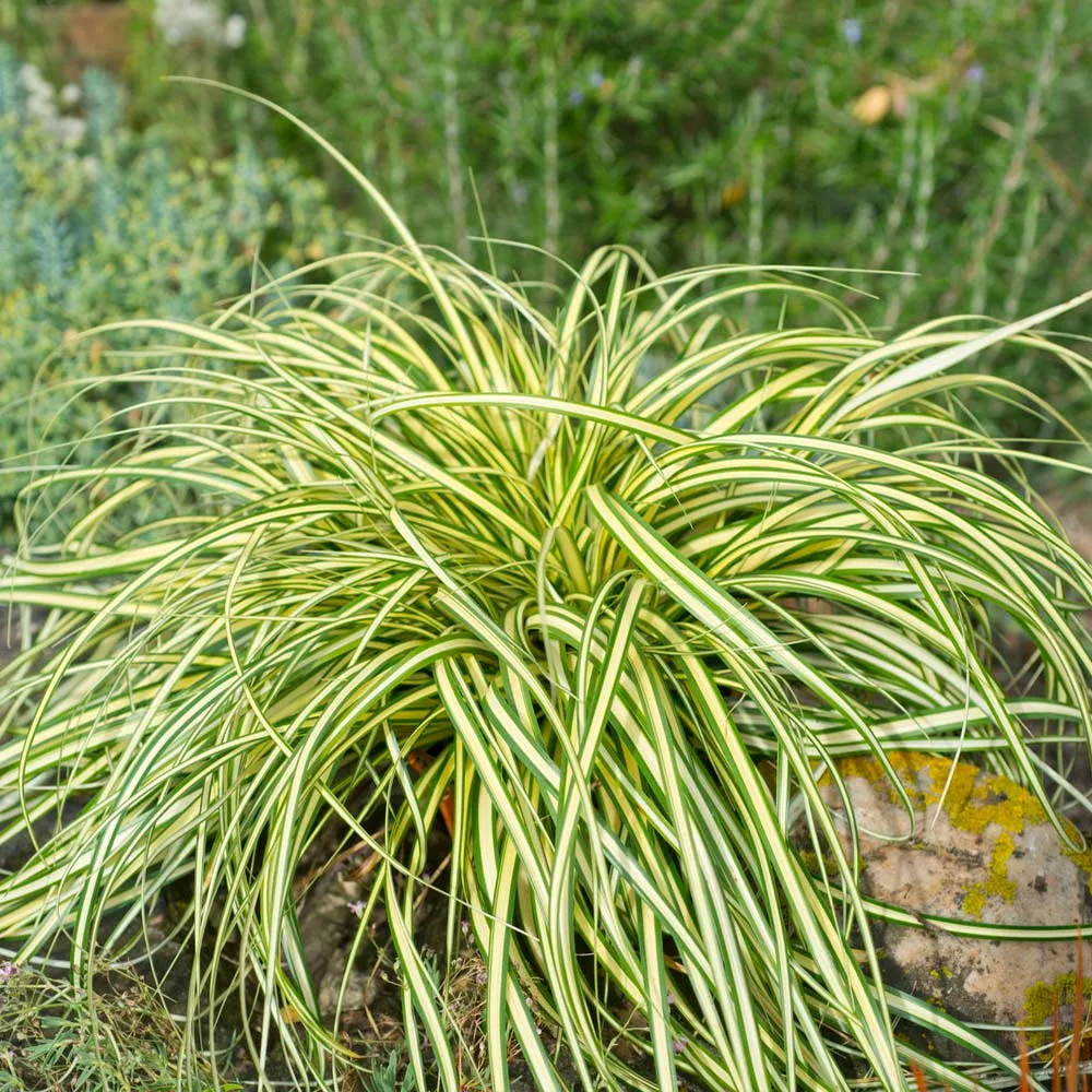 Carex Evergold Japanese Sedge Variegated Ornamental Perennial Grass 2