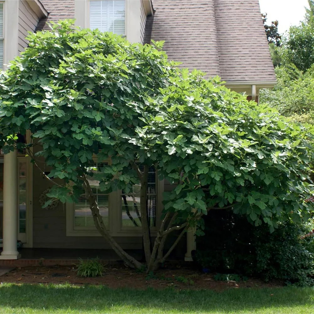 Chicago Hardy Fig Tree - Cold-Tolerant Deciduous Fruit Tree 3
