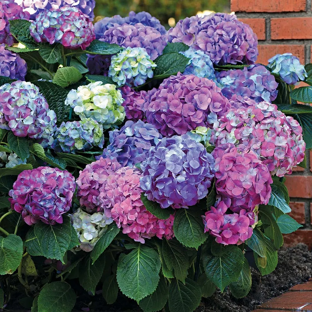 Bloomables® L.A. Dreamin® Hydrangea - Reblooming Flowering Shrub