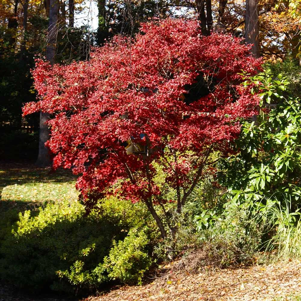 Red Japanese Maple Tree (Acer Palmatum) for Ornamental Garden Landscaping 2