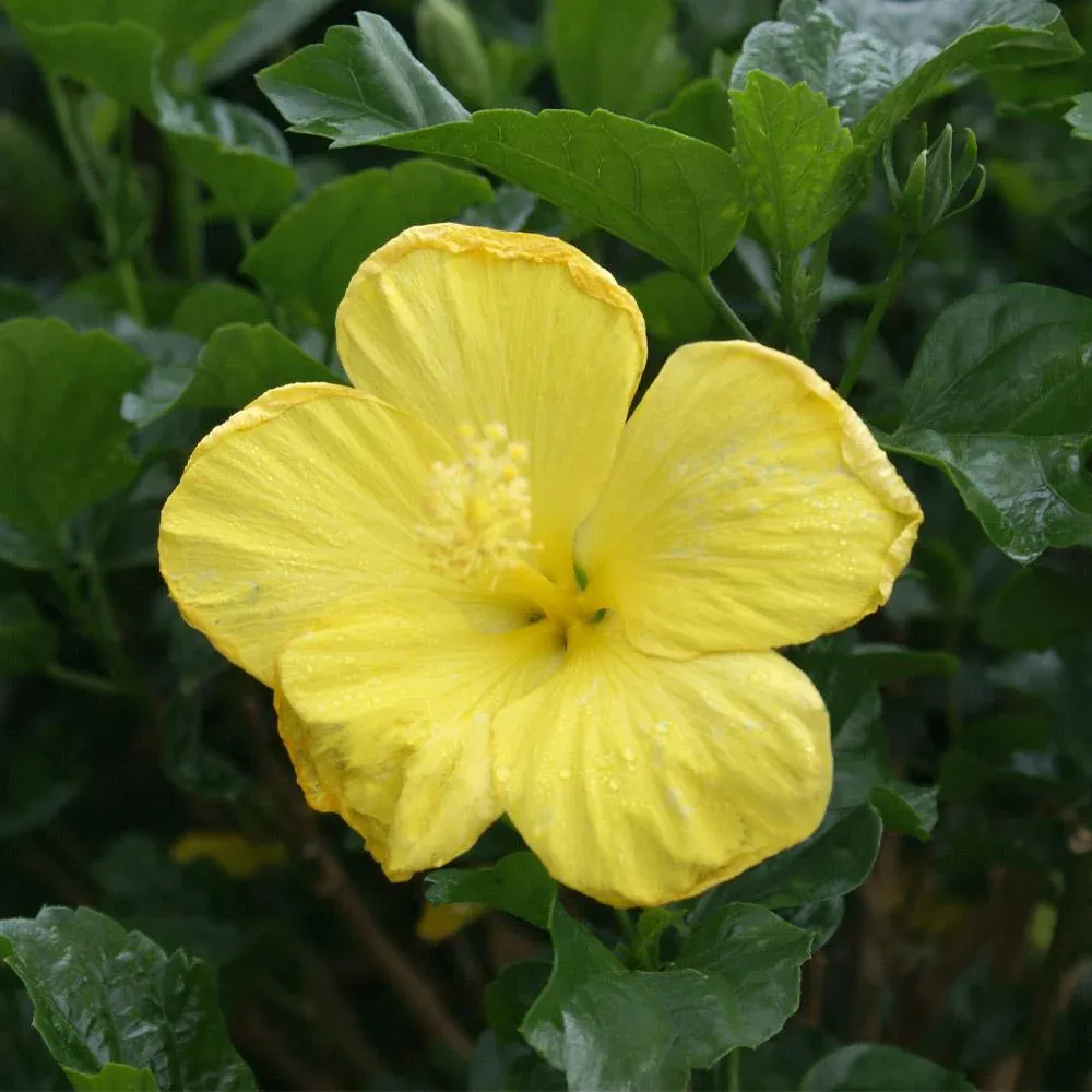 Yellow Tropical Hibiscus Tree - Lifelike Potted Artificial Floral Decor 1