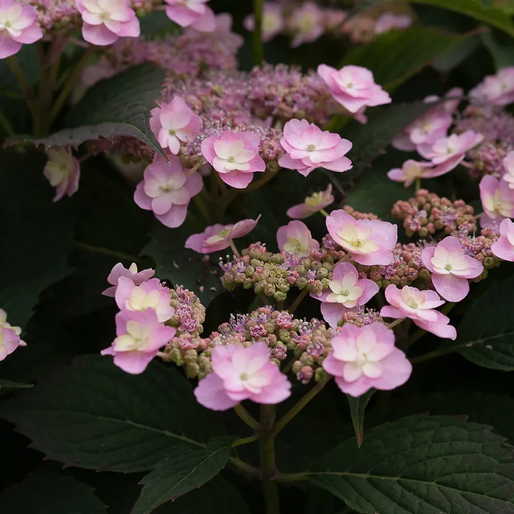 Tiny Tuff Stuff™ Hydrangea Mountain Hydrangea Compact Flowering Shrub 2
