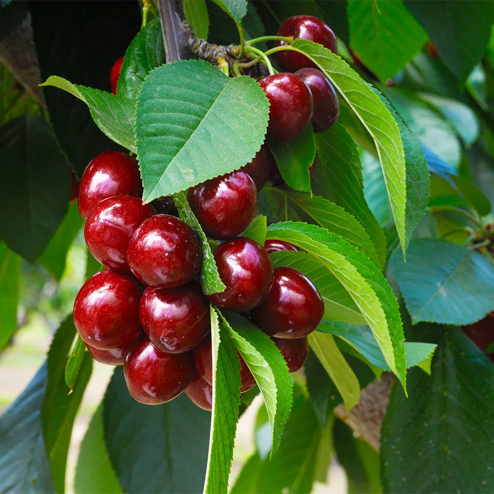 Romeo and Juliet™ Dwarf Cherry Bush - Compact Fruit-Bearing Shrub 2