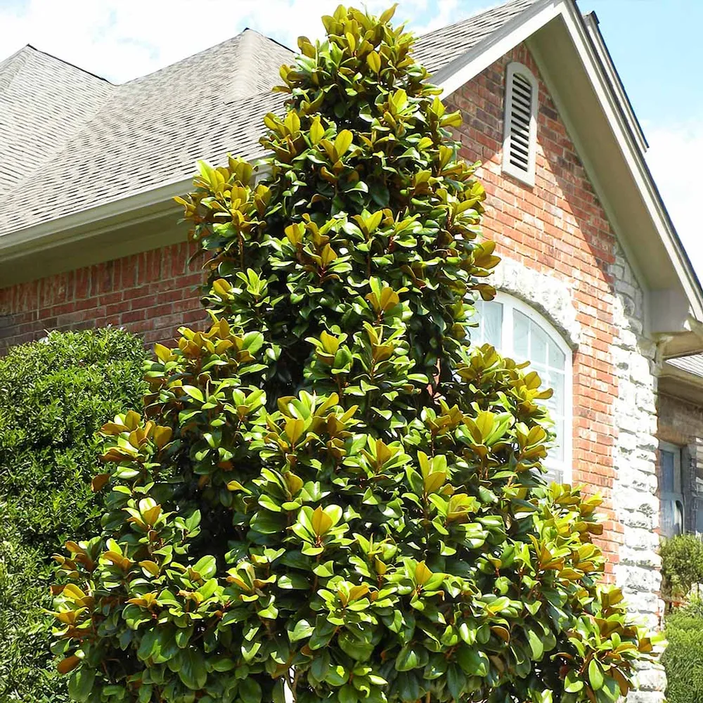 Teddy Bear® Southern Magnolia Tree - Compact Evergreen Flowering Tree