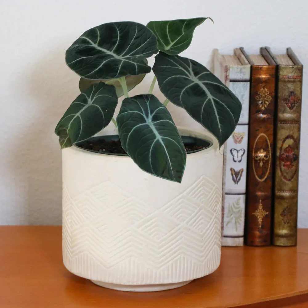 Alocasia Black Velvet - Rare Jewel Alocasia Indoor Potted Plant