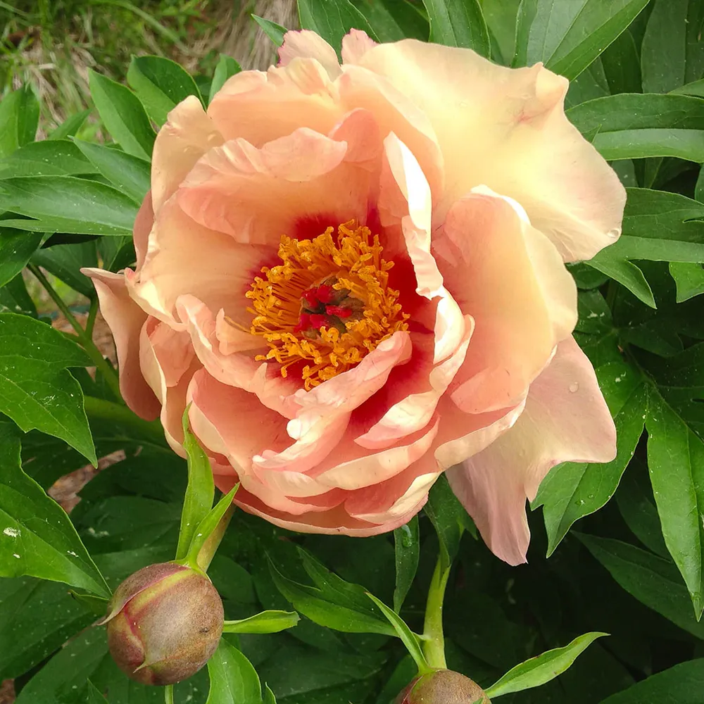 Garden Candy® Peach A Licious™ Itoh Peony Plant 1