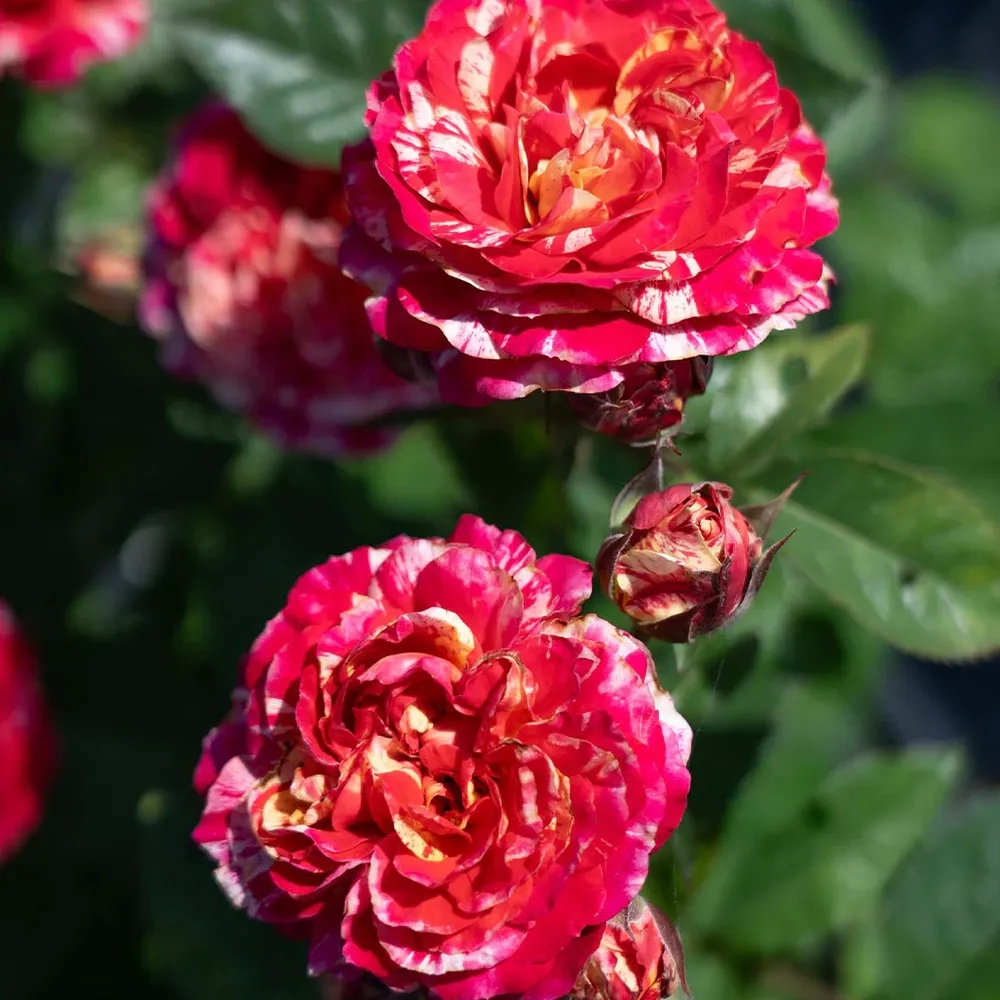 Bloomables® Winning Streak™ Rose - Continuous Blooming Shrub Rose 1