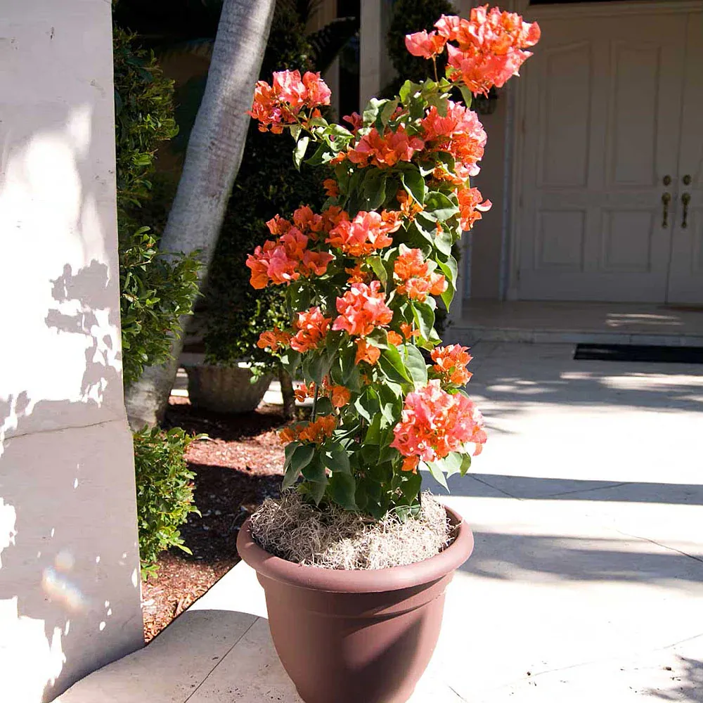 Sundown Orange Bougainvillea Vine - Vibrant Tropical Climbing Plant