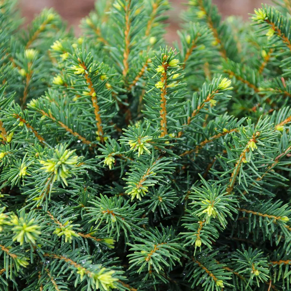 White Spruce Artificial Christmas Tree with Sturdy Base 1