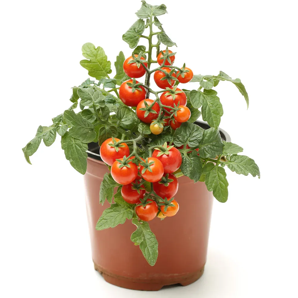Little Bing Cherry Tomato Plant - USDA Organic Heirloom Seeds 1
