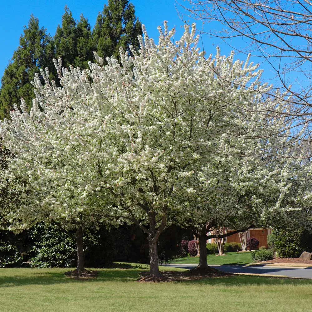 Spring Snow Flowering Crabapple Tree - Sterile Ornamental Landscape Tree