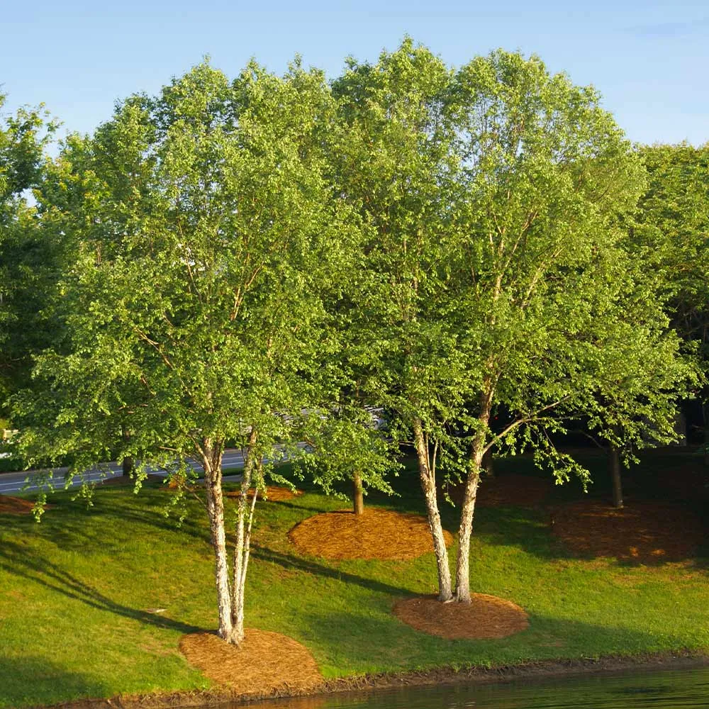 Heritage River Birch (Betula nigra)