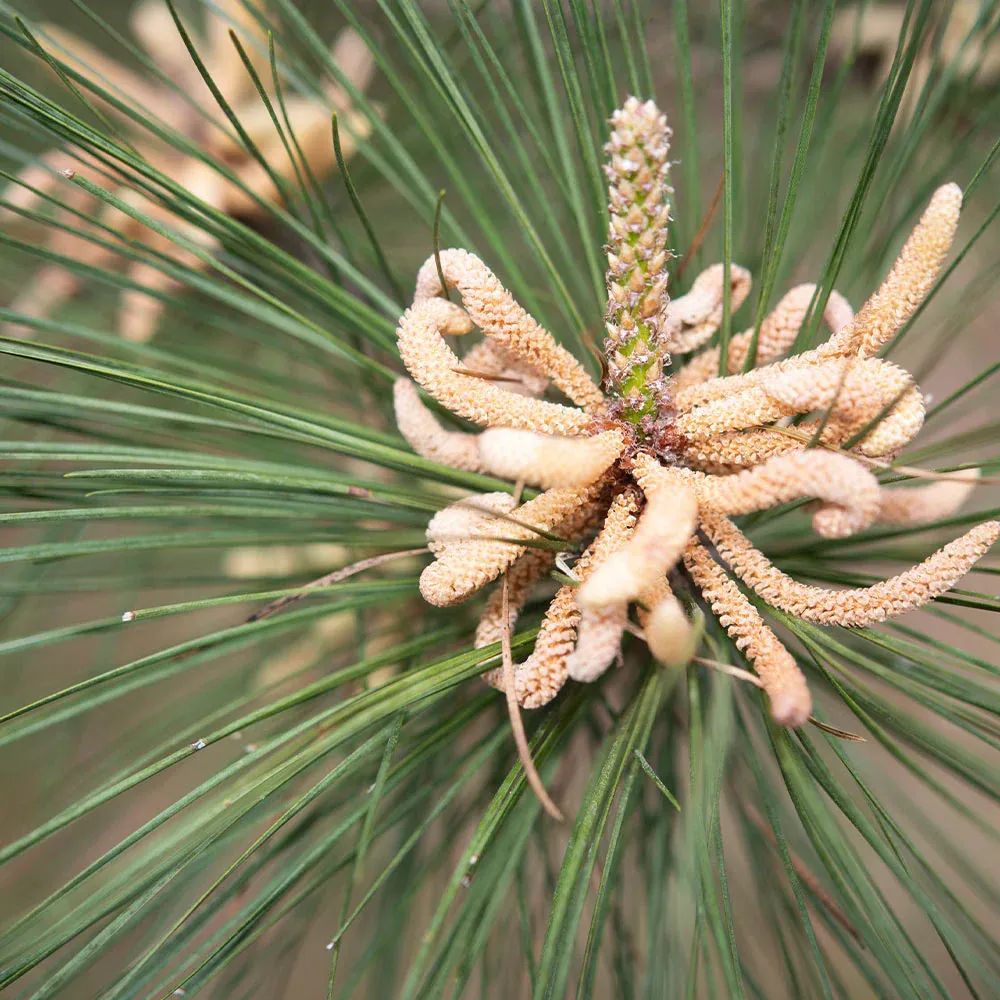 Loblolly Pine Tree - Realistic Artificial Conifer for Indoor Decoration 3