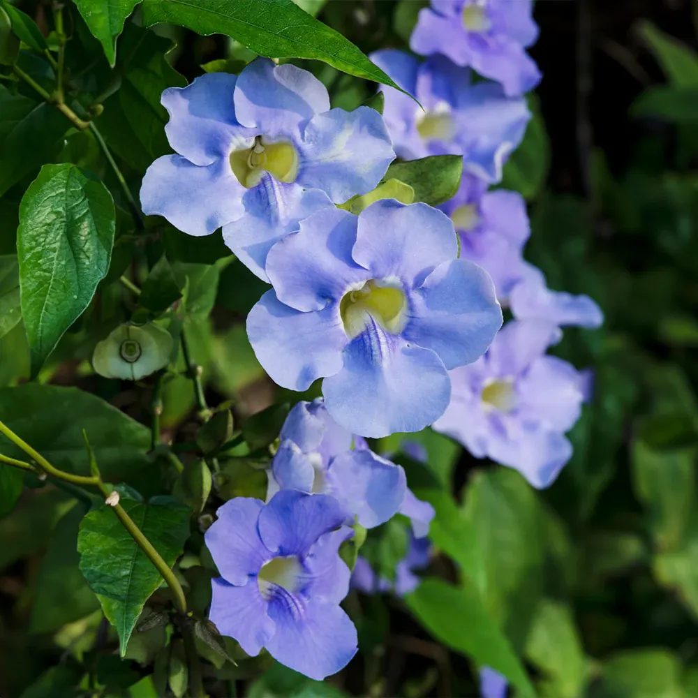 Sky Vine Climbing Plant Support Structure for Indoor and Outdoor Use