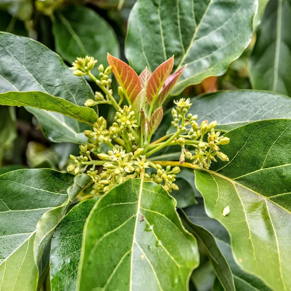 Cold Hardy Avocado Tree - Frost Resistant Evergreen Fruit Tree 4