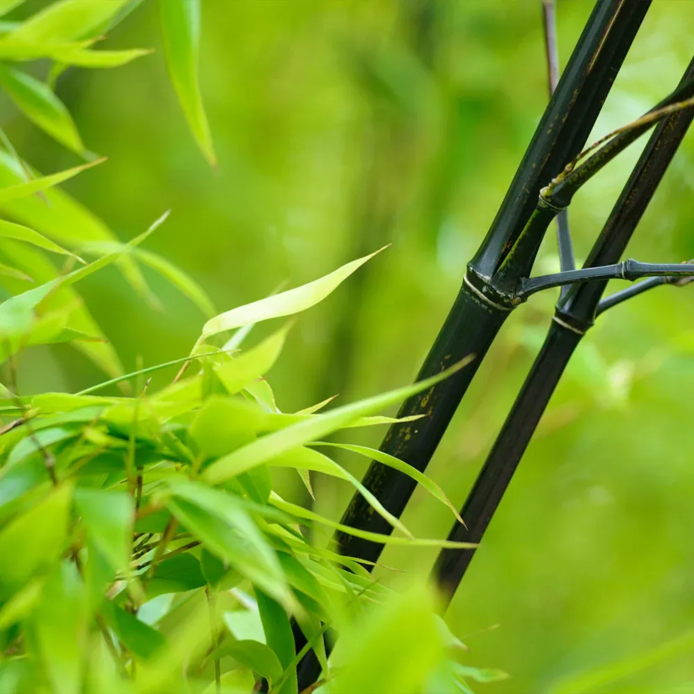 Black Bamboo Tree - Realistic Artificial Decorative Plant for Indoor Spaces 2