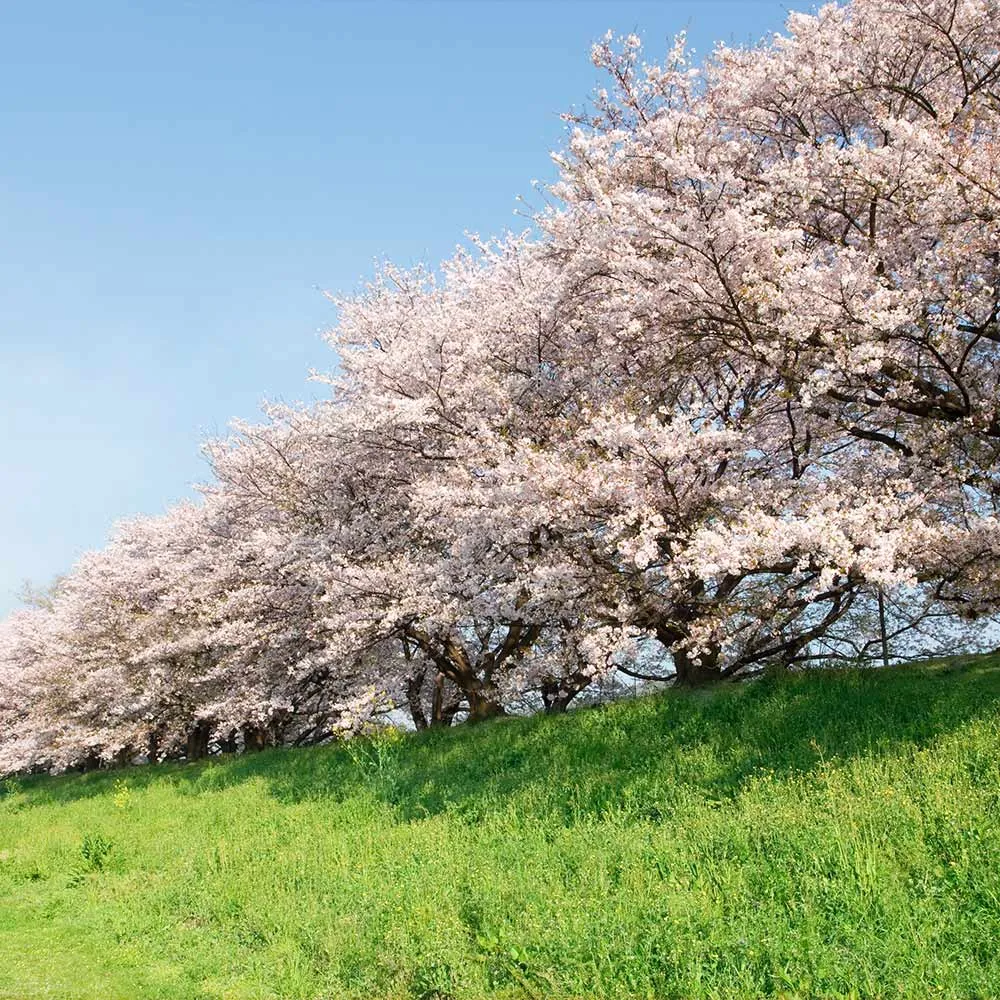 Yoshino Cherry Tree (Prunus x yedoensis) Ornamental Flowering Deciduous Tree 2