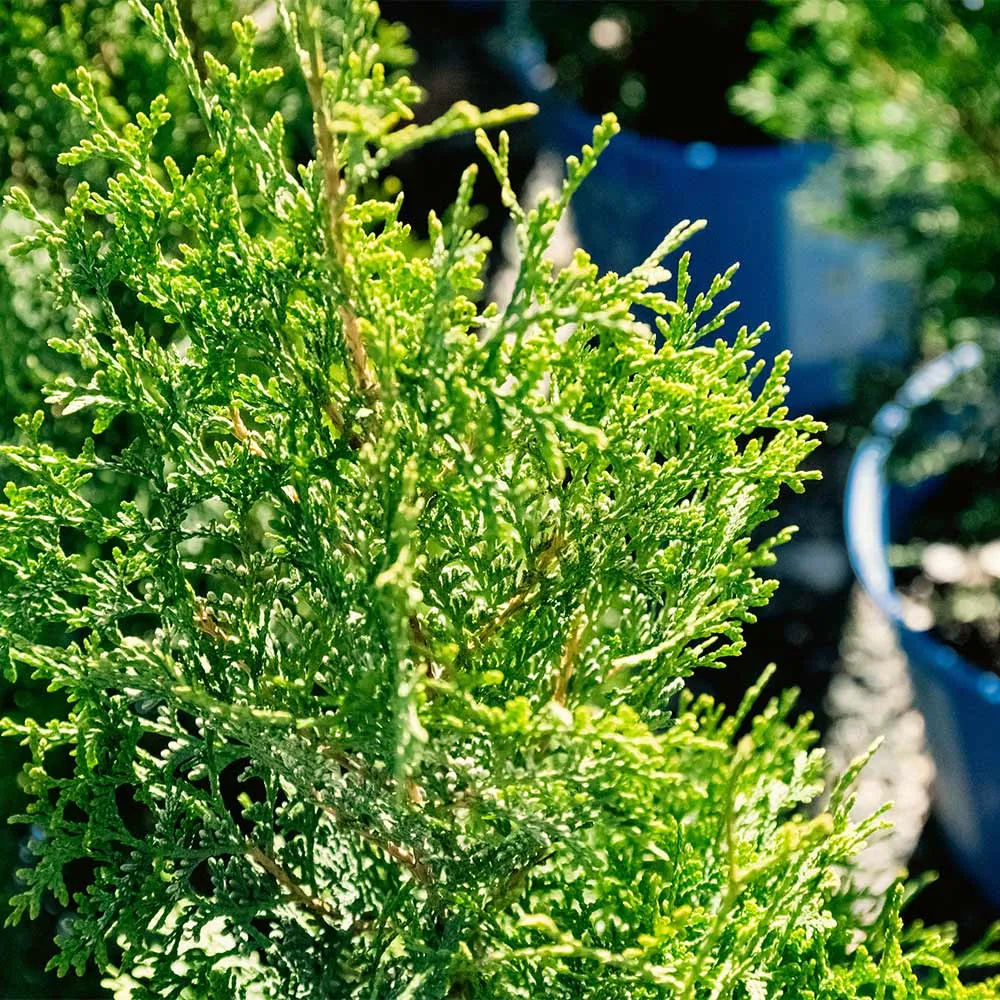 Private Jet™ Arborvitae - Dense Evergreen Privacy Hedge 5