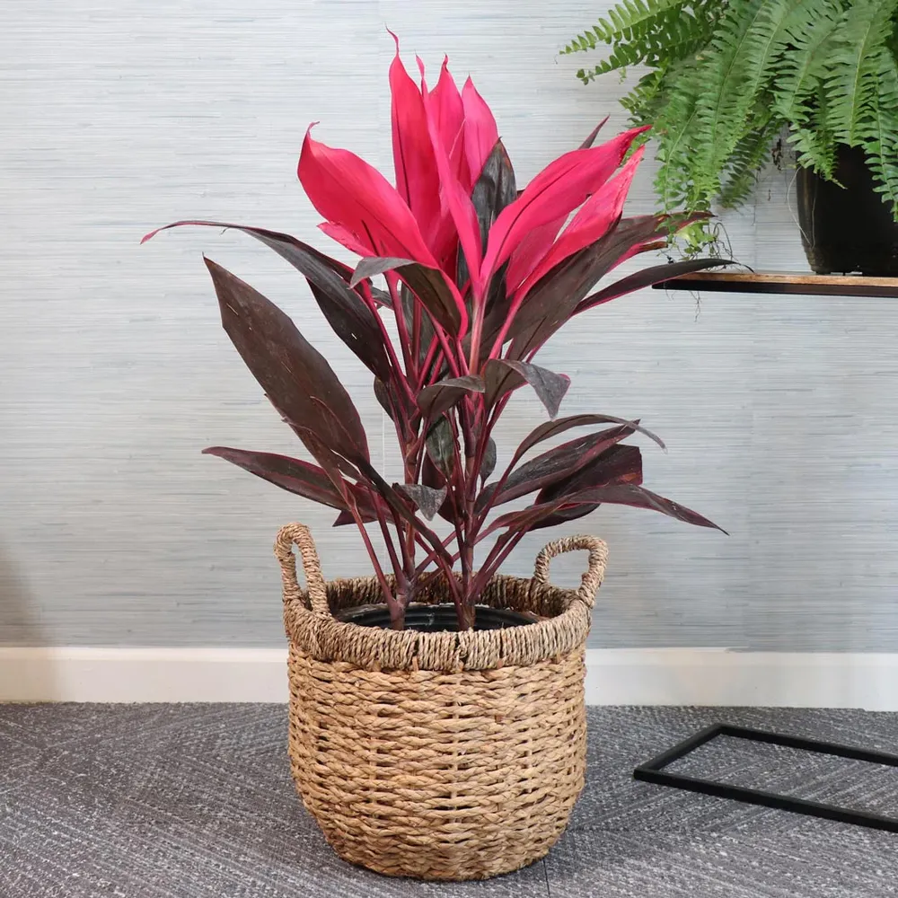 Red Sister Cordyline Tropical Ornamental Plant with Burgundy Foliage