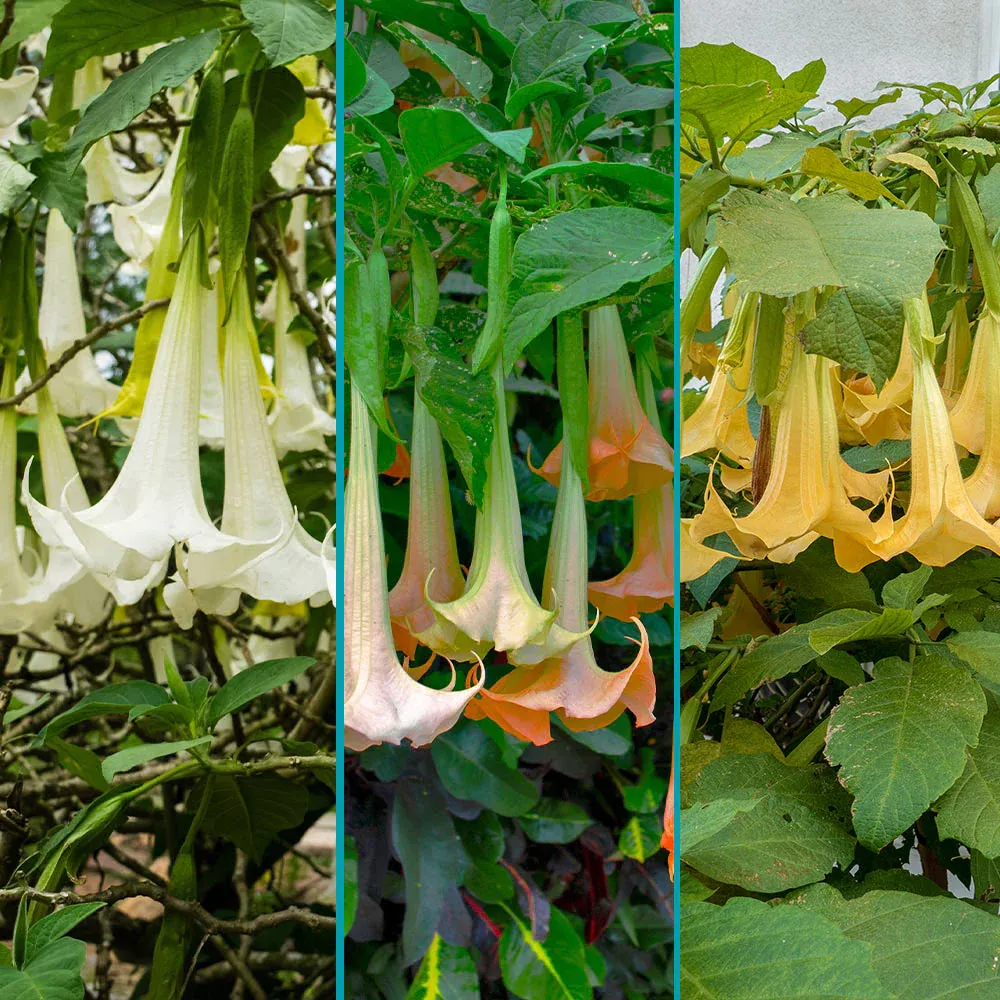 Multicolor Angel Trumpet Tree Seeds - Ornamental Brugmansia Flowering Plant