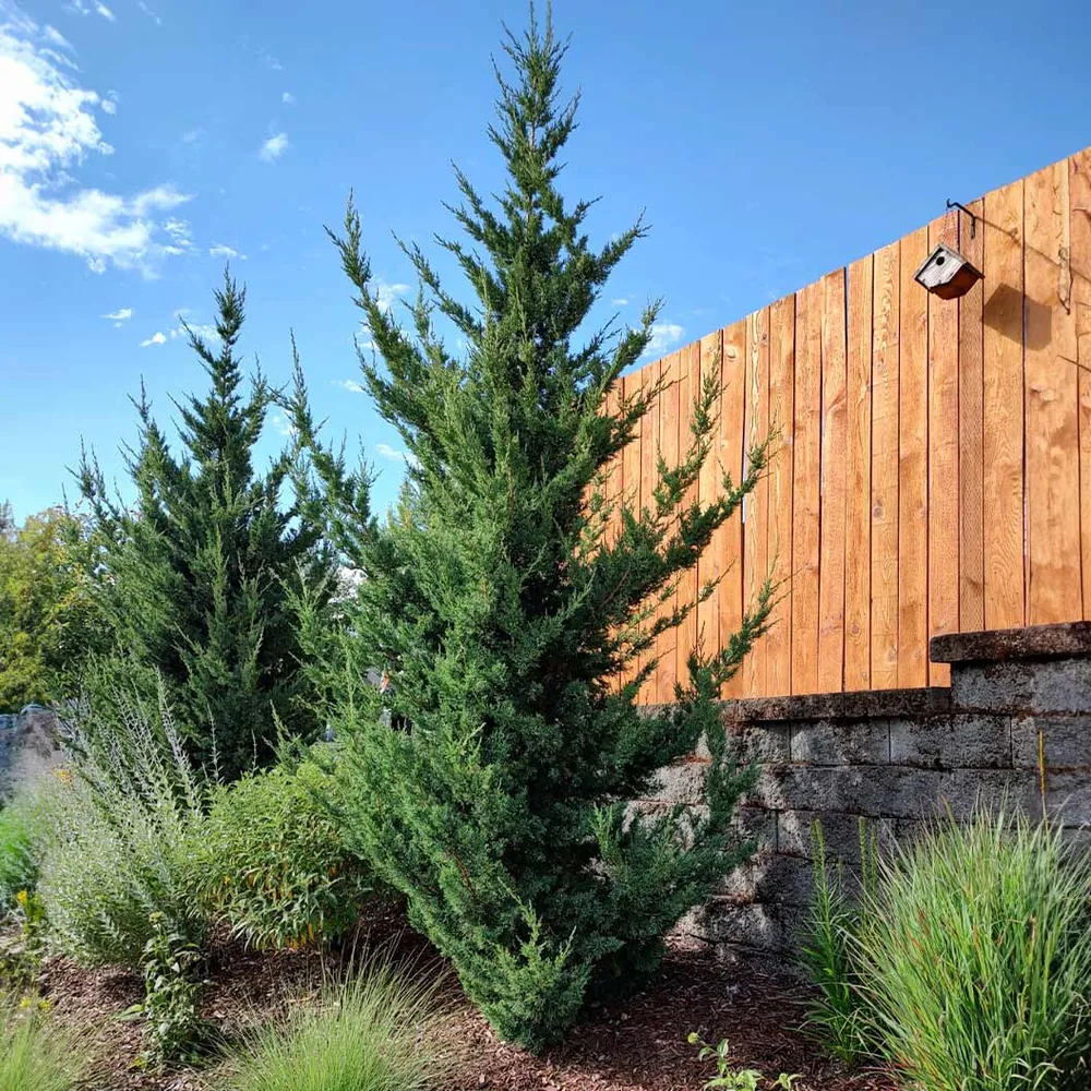 Trautman Juniper Versatile Wood Accessory
