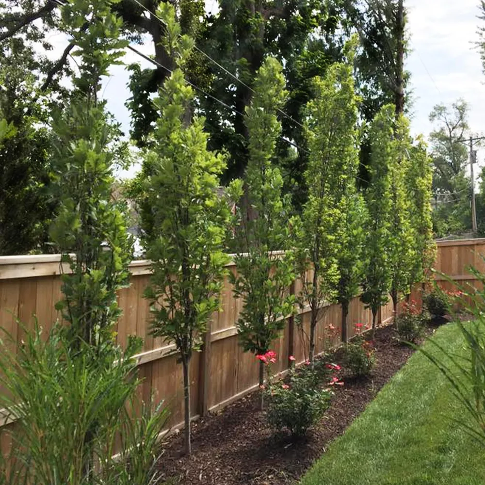 Kindred Spirit® Hybrid Oak Tree - Columnar Deciduous Landscape Specimen 2