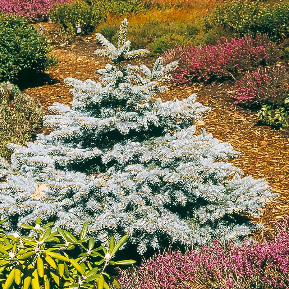 Baby Blue Spruce Tree - Artificial Decorative Picea Pungens 1