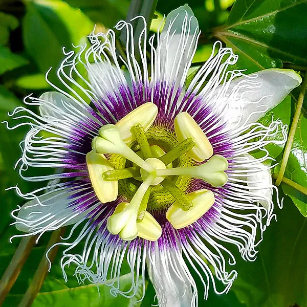 Passion Fruit Vine Passiflora Edulis Climbing Plant