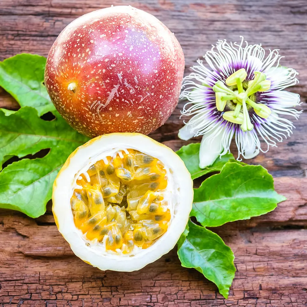 Frederick Passion Fruit Vine - Passiflora Edulis Climbing Plant